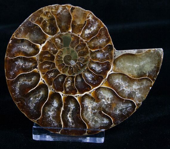 Inch Agatized Ammonite (Half) #5133